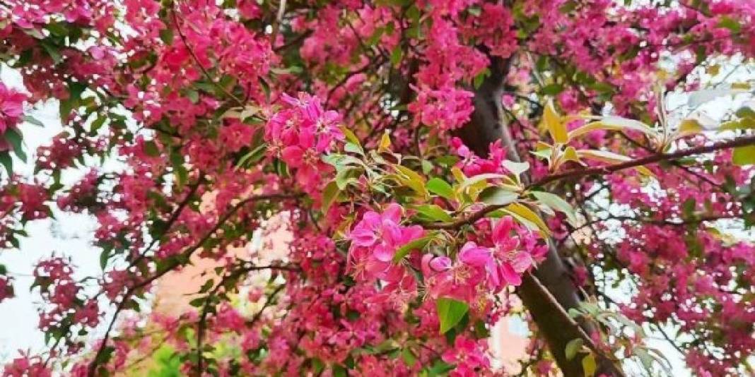 Kartpostal değil gerçek: Gediz bahar güzelliğine büründü 3